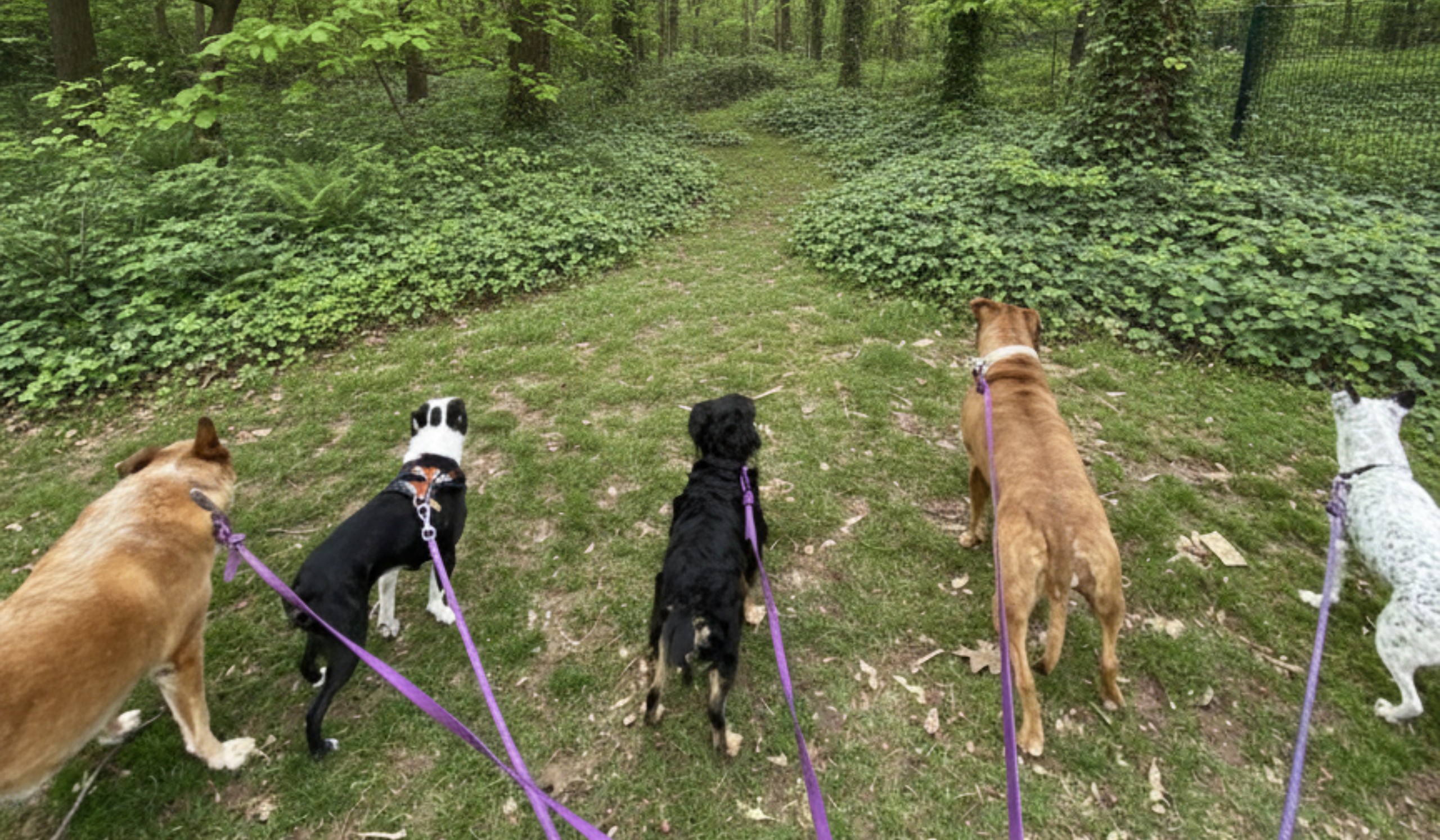 Dog Excursions in Brooklyn