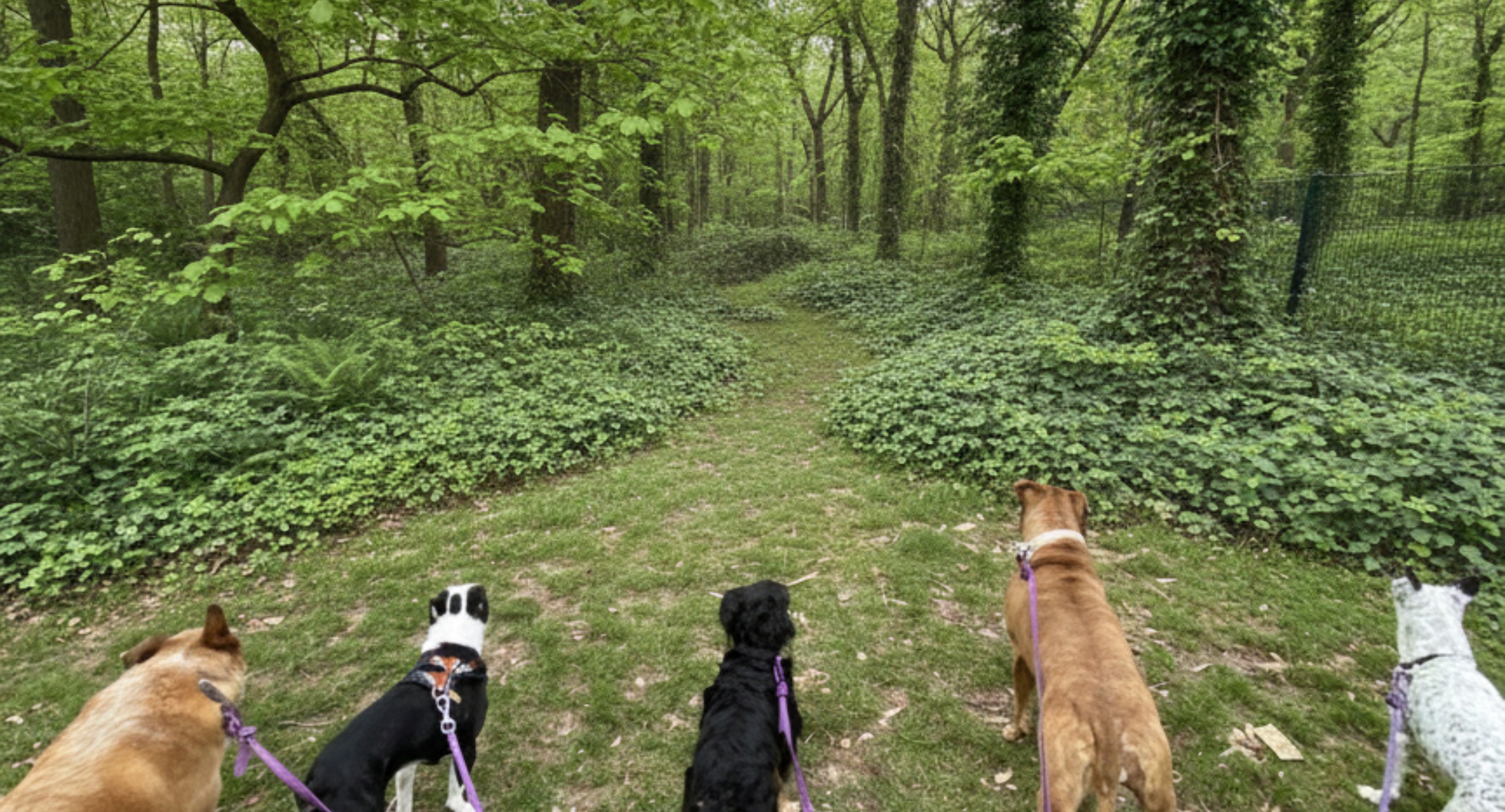 Dog Excursions in Brooklyn