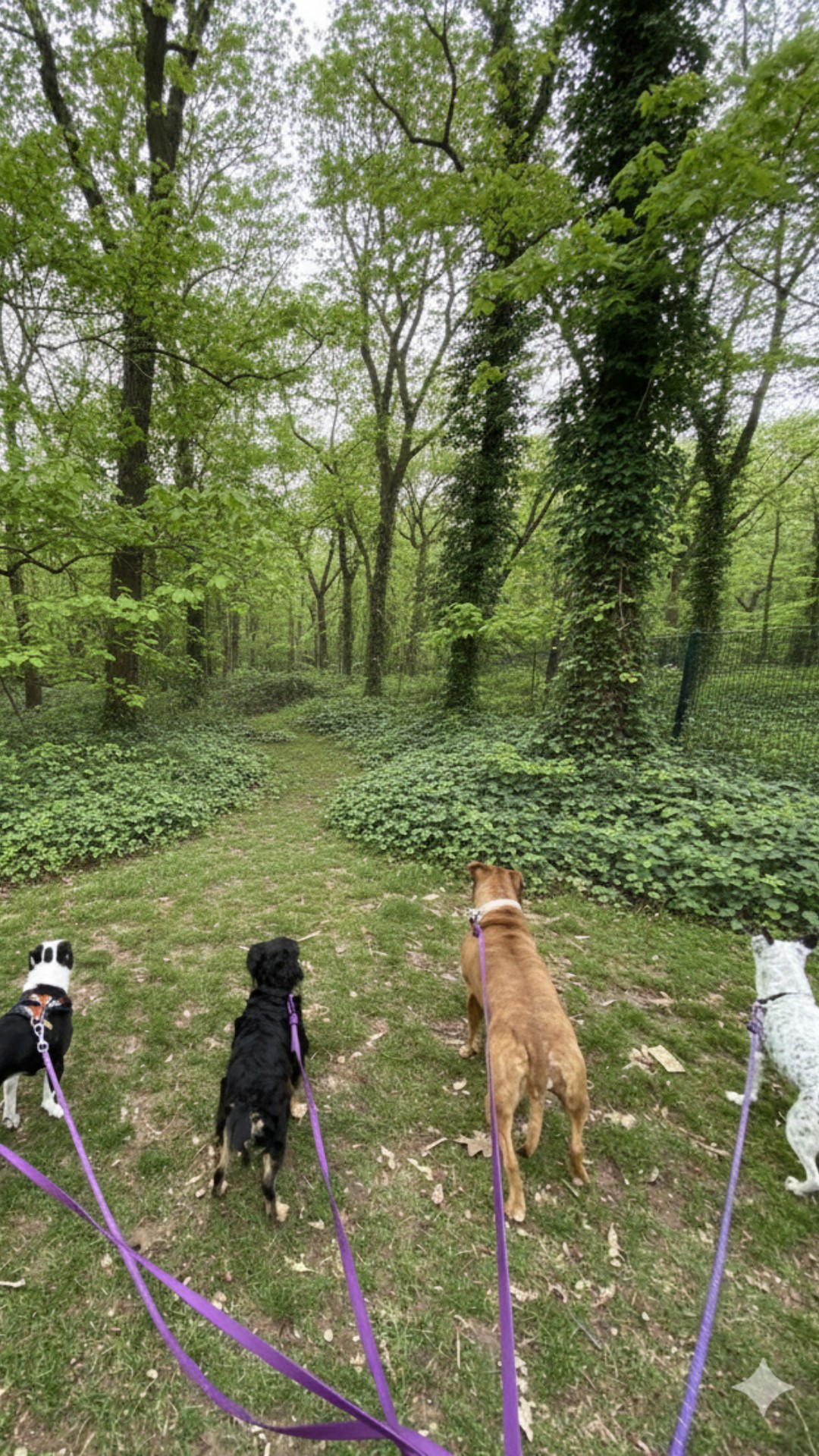 Dog Excursions in Brooklyn