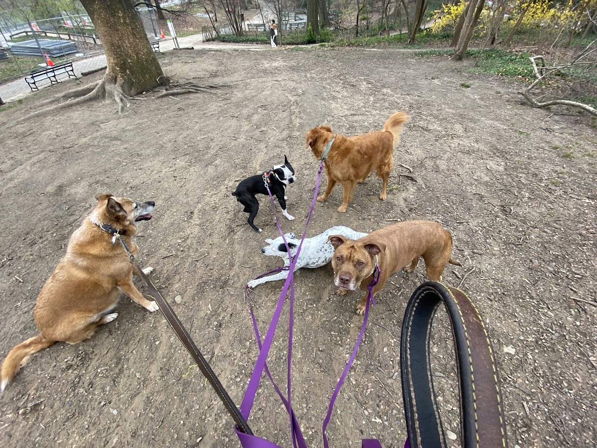 Five Dogs in the Woods