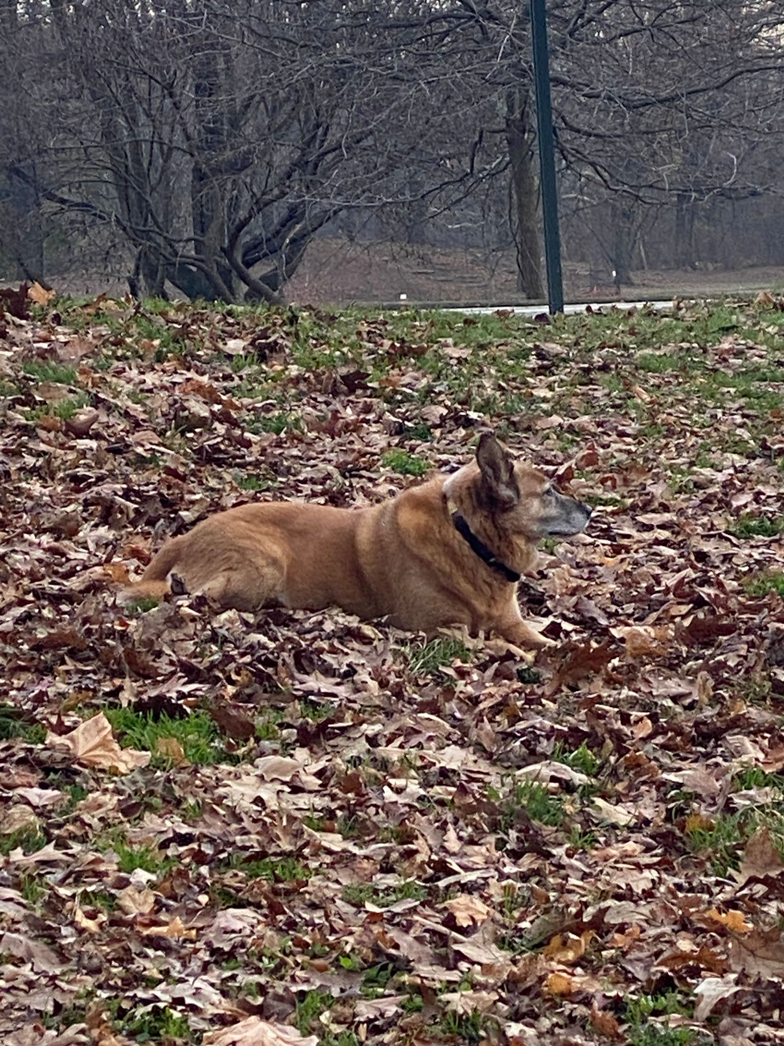 Five Dogs in the Woods