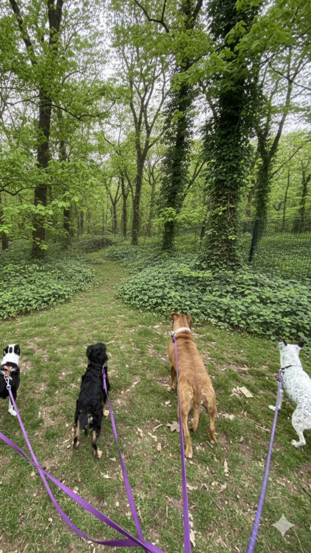 Five leashed dogs facing a forest trail in Prospect Park, Brooklyn