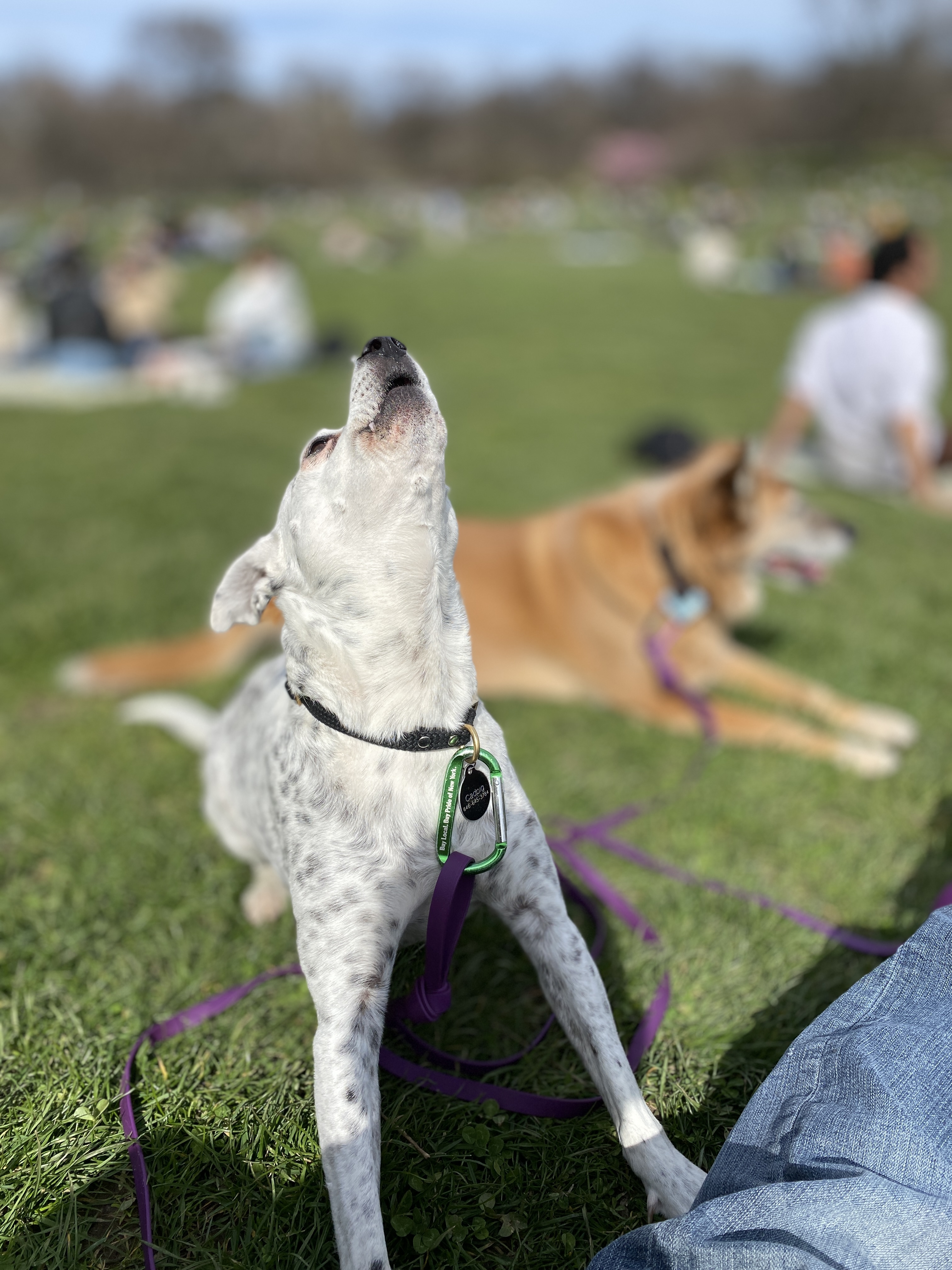 Dogs moving through Prospect Park terrain during a Purple Dog Walkers mission
