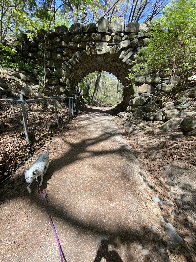 Dogs moving along a wooded trail in Prospect Park