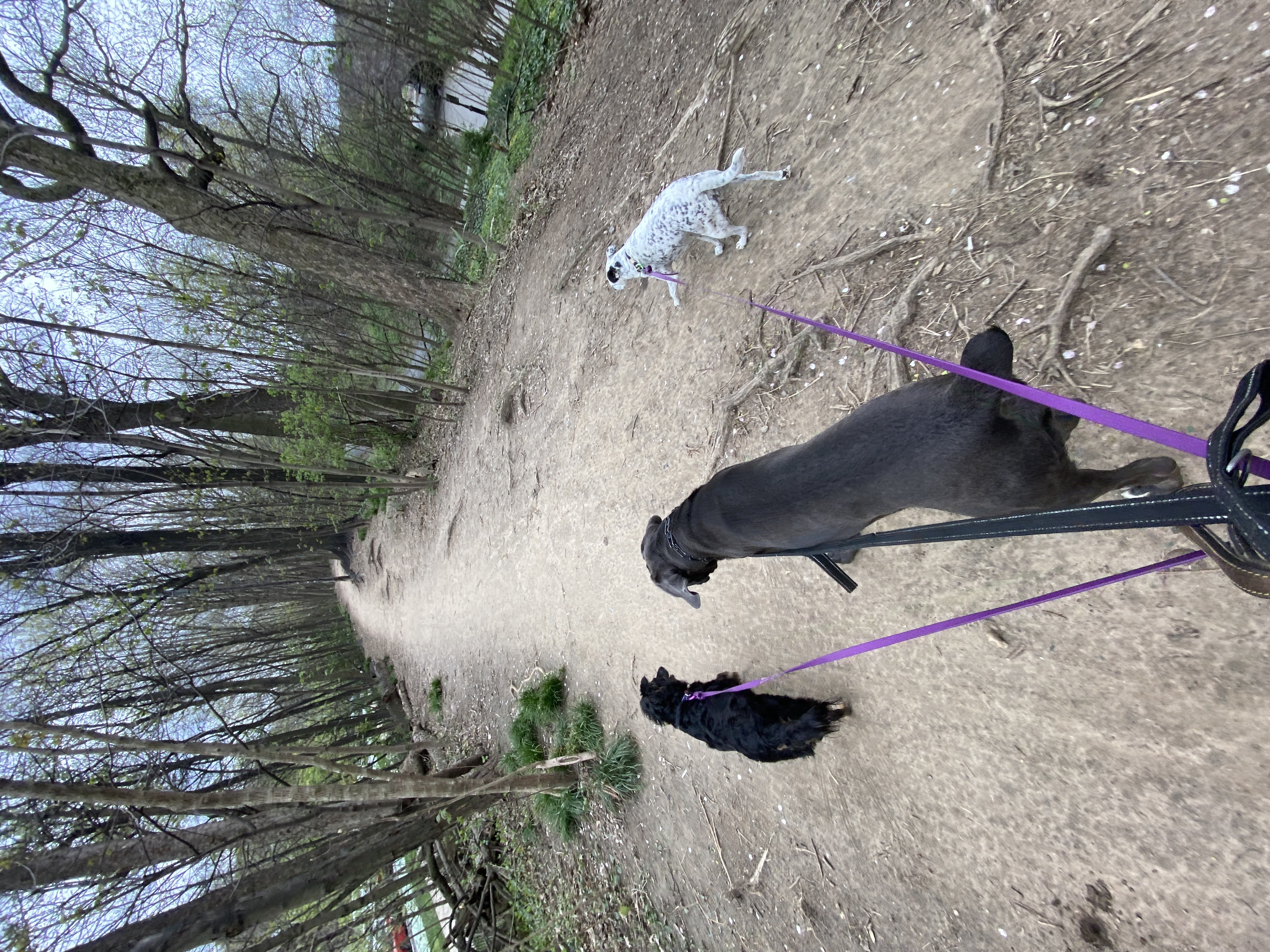 Dogs walking together across a broad grassy field in Prospect Park