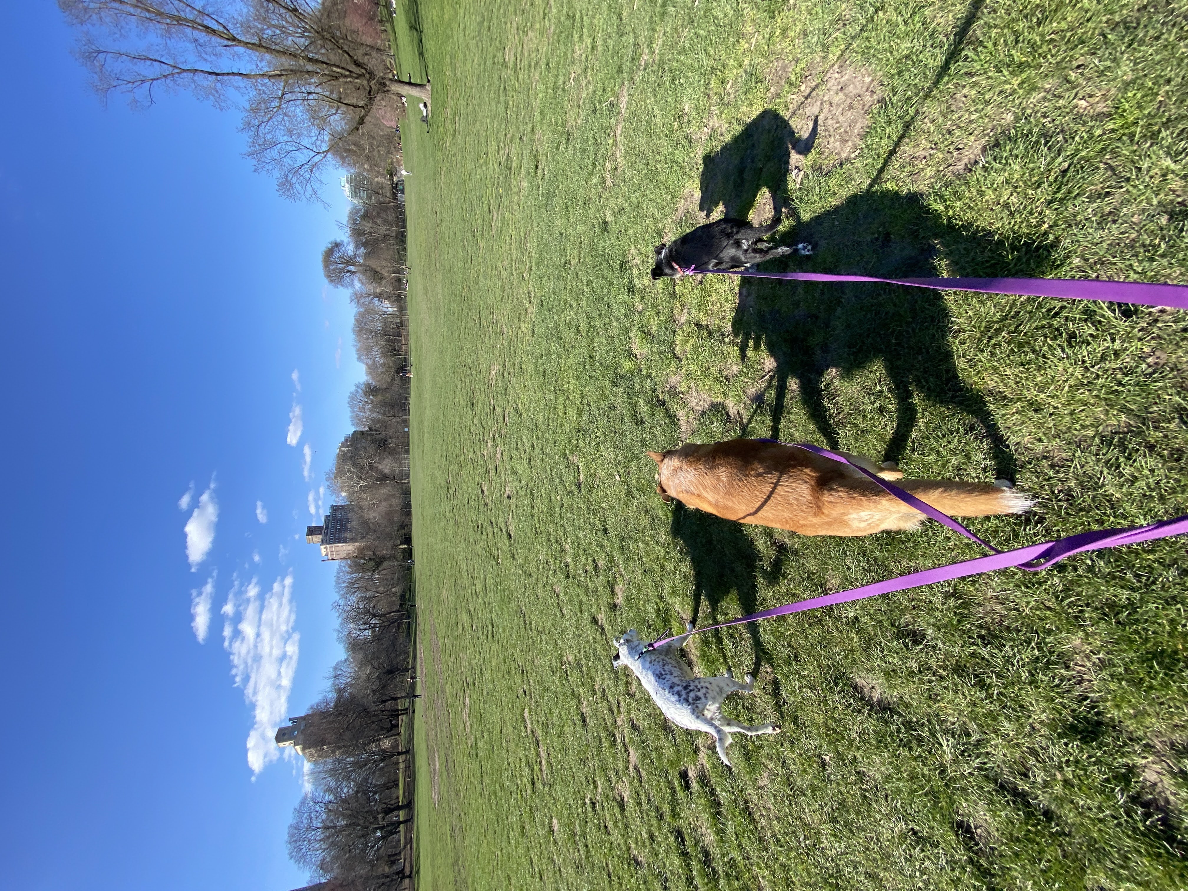 Pack moving together with the handler through the park