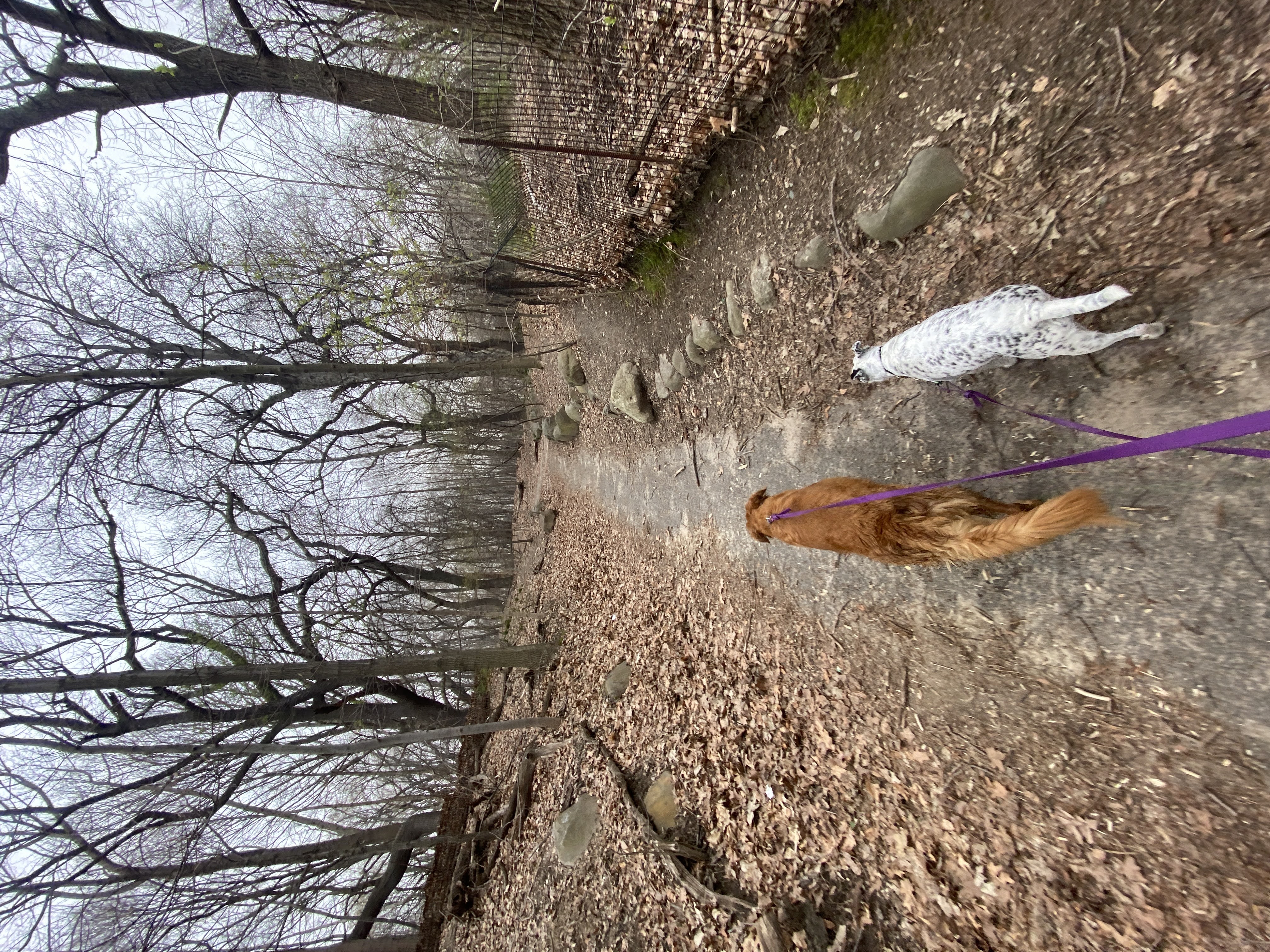 Dogs moving along a wooded path in Prospect Park