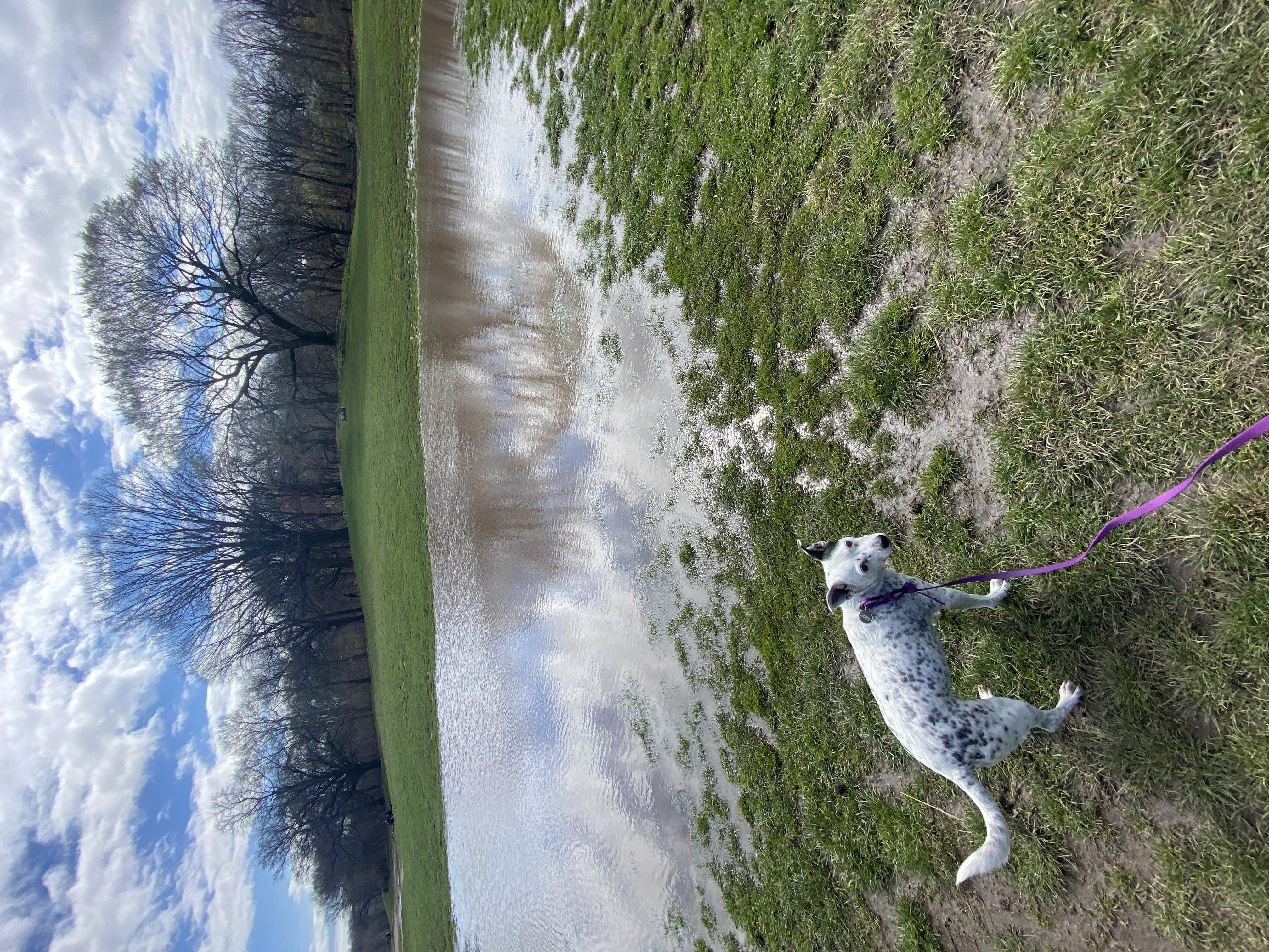 Dog resting calmly in the park after a mission