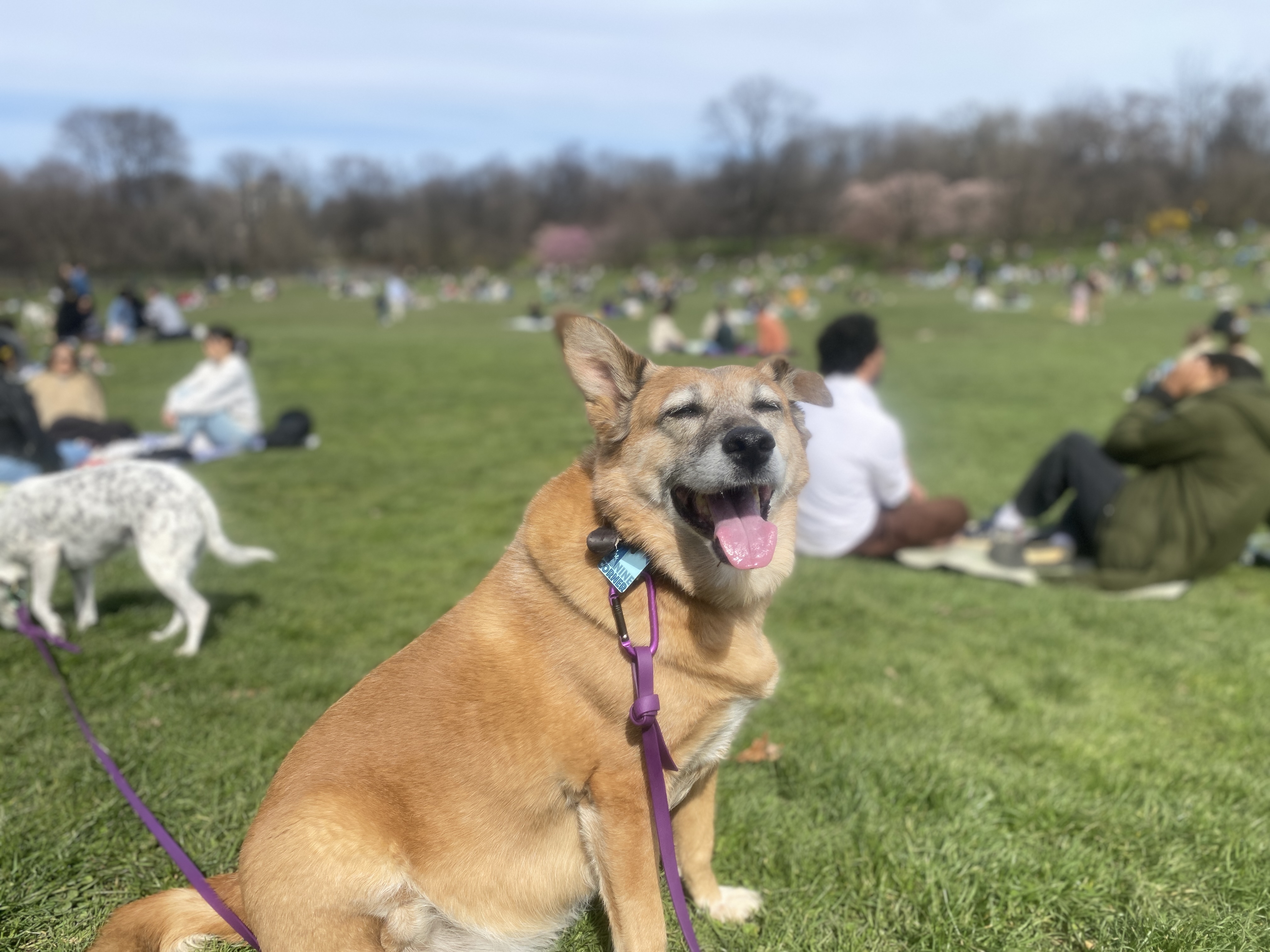 Wide view of Prospect Park open field used during dog missions