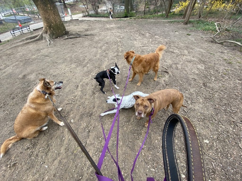 Paws, Play, & Purpose: The Exhilarating Power of the Pack in Prospect Park!