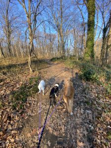 Unveiling Vitality: Woodland Journeys to a Longer, Happier Healthspan!
